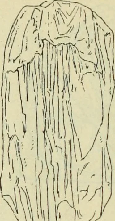 An illustration from Répertoire de la statuaire grecque et romaine, 1908, leaf 451