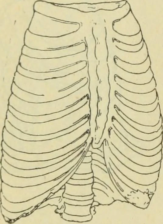 An illustration from Répertoire de la statuaire grecque et romaine, 1908, leaf 463