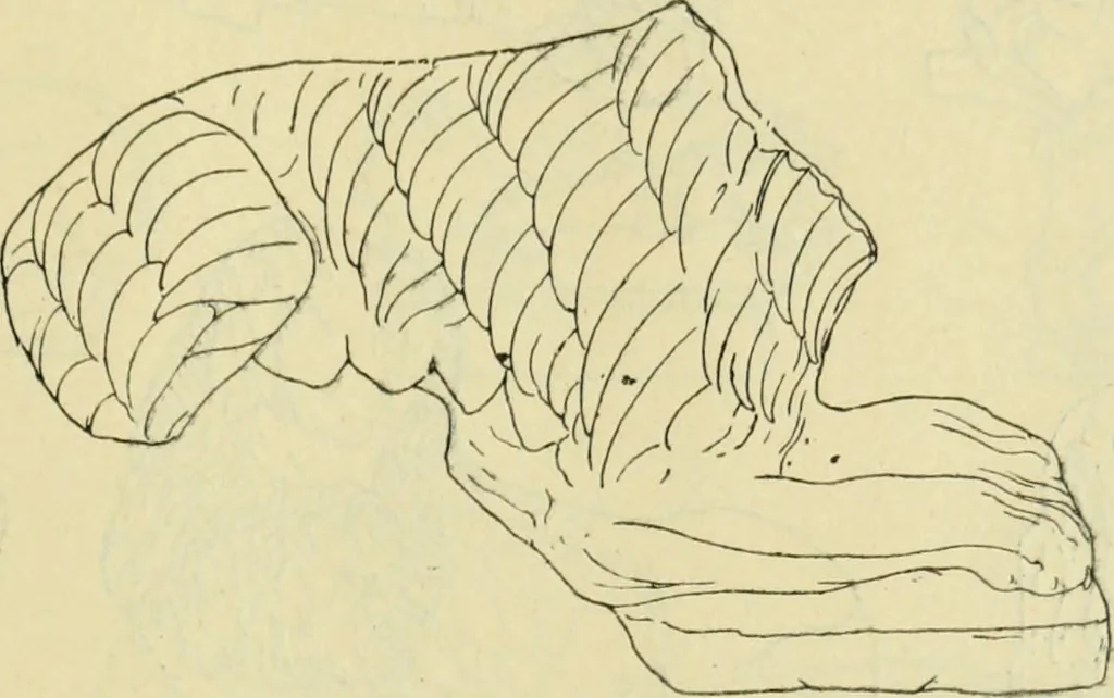 An illustration from Répertoire de la statuaire grecque et romaine, 1908, leaf 486