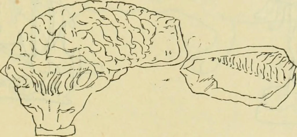 An illustration from Répertoire de la statuaire grecque et romaine, 1908, leaf 488