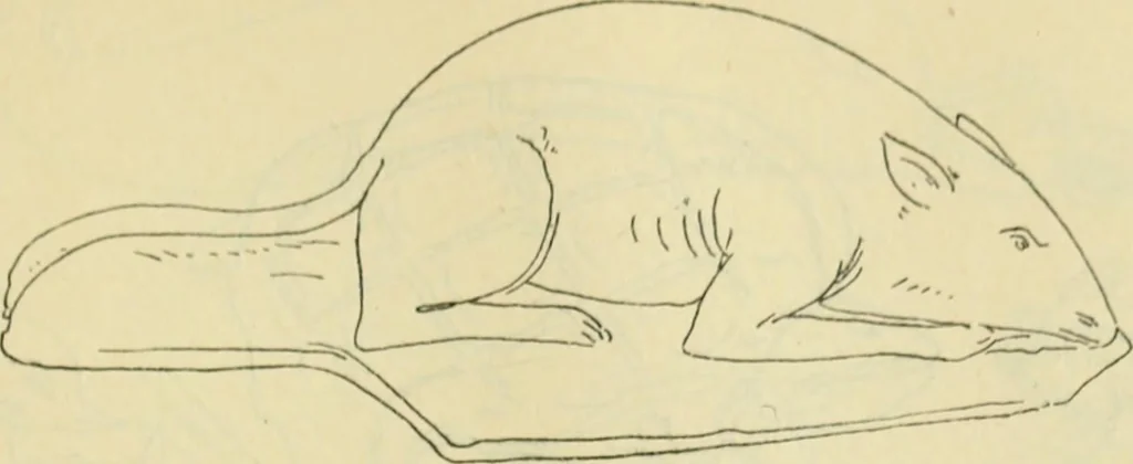 An illustration from Répertoire de la statuaire grecque et romaine, 1908, leaf 570