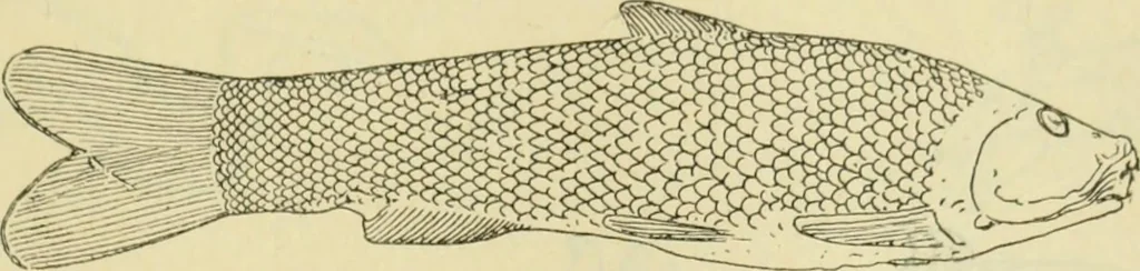 An illustration from Répertoire de la statuaire grecque et romaine, 1908, leaf 570