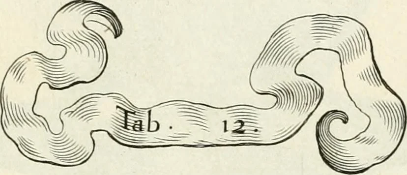 An illustration from R.P. Ioannis Francisci Niceronis Parisini, ex Ord. Minim. Thaumaturgus opticus, seu, Admiranda optices, per radium directum : catoptrices, per reflexum è politis corporibus ... : dioptrices, per refractum in diaphanis ... pars prima .., 1646, leaf 288