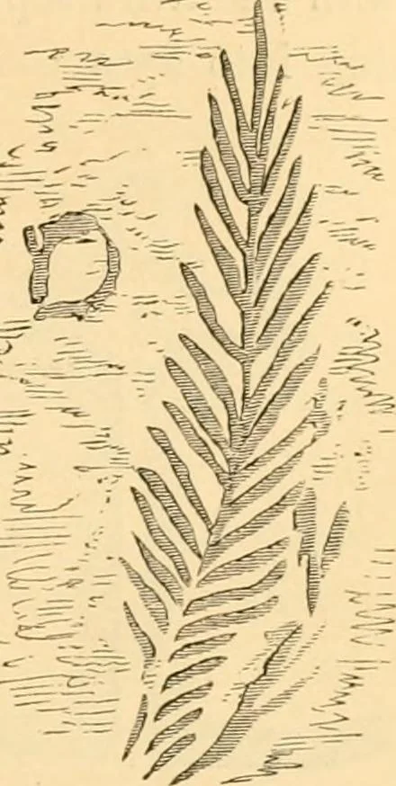 An illustration from Rude stone monuments in all countries; their age and uses, 1872, leaf 232