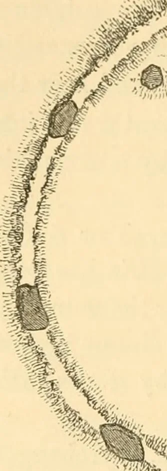 An illustration from Rude stone monuments in all countries; their age and uses, 1872, leaf 289