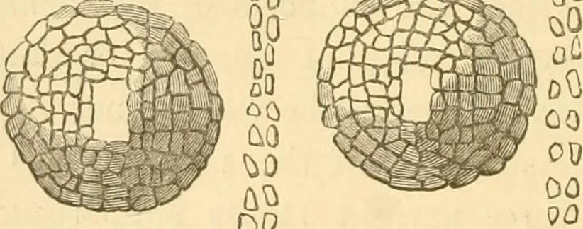 An illustration from Rude stone monuments in all countries; their age and uses, 1872, leaf 427