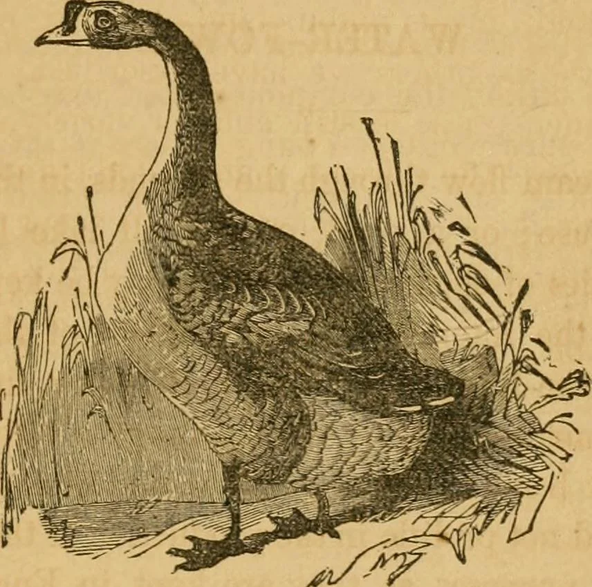 An illustration from Rural architecture : being a complete description of farm houses, cottages and out buildings ... together with lawns, pleasure grounds and parks; the flower, fruit and vegetable gardens : also, useful and ornamental domestic animals for the country resident ... also, the best method of conducting water into cattle yards and houses, 1860, leaf 368