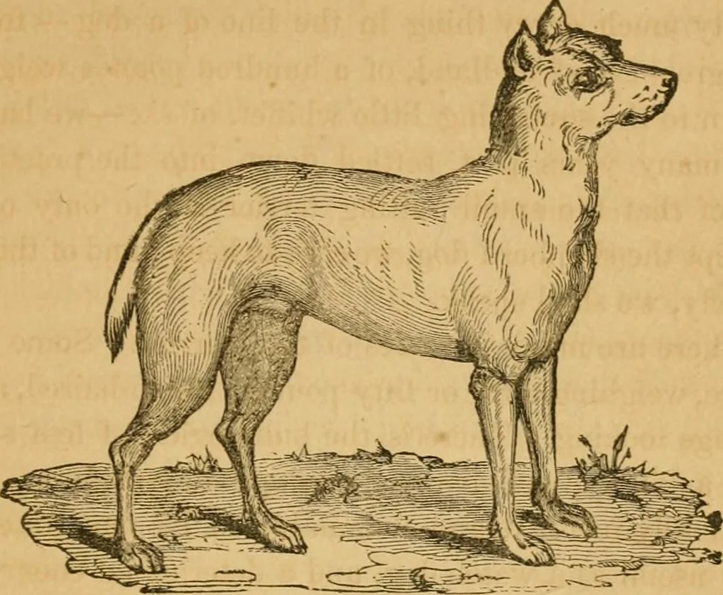An illustration from Rural architecture : being a complete description of farm houses, cottages and out buildings ... together with lawns, pleasure grounds and parks; the flower, fruit and vegetable gardens : also, useful and ornamental domestic animals for the country resident ... also, the best method of conducting water into cattle yards and houses, 1860, leaf 374