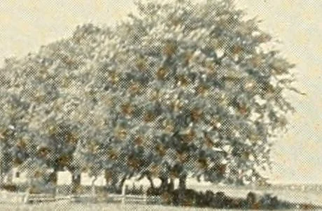 An illustration from Rural church life in the Middle West, as illustrated by Clay County, Iowa, and Jennings County, Indiana, with comparative data from studies of thirty-five middle western counties, 1922, leaf 26