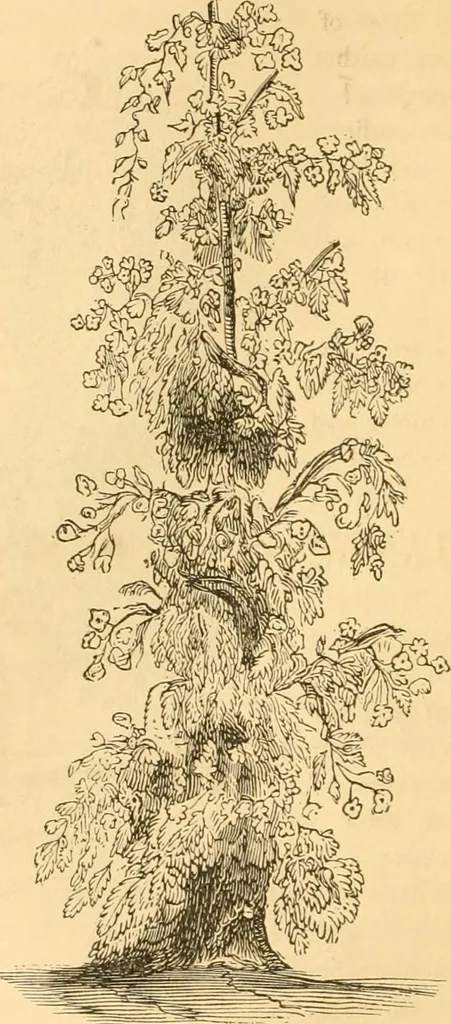 An illustration from Rural essays, 1853, leaf 187
