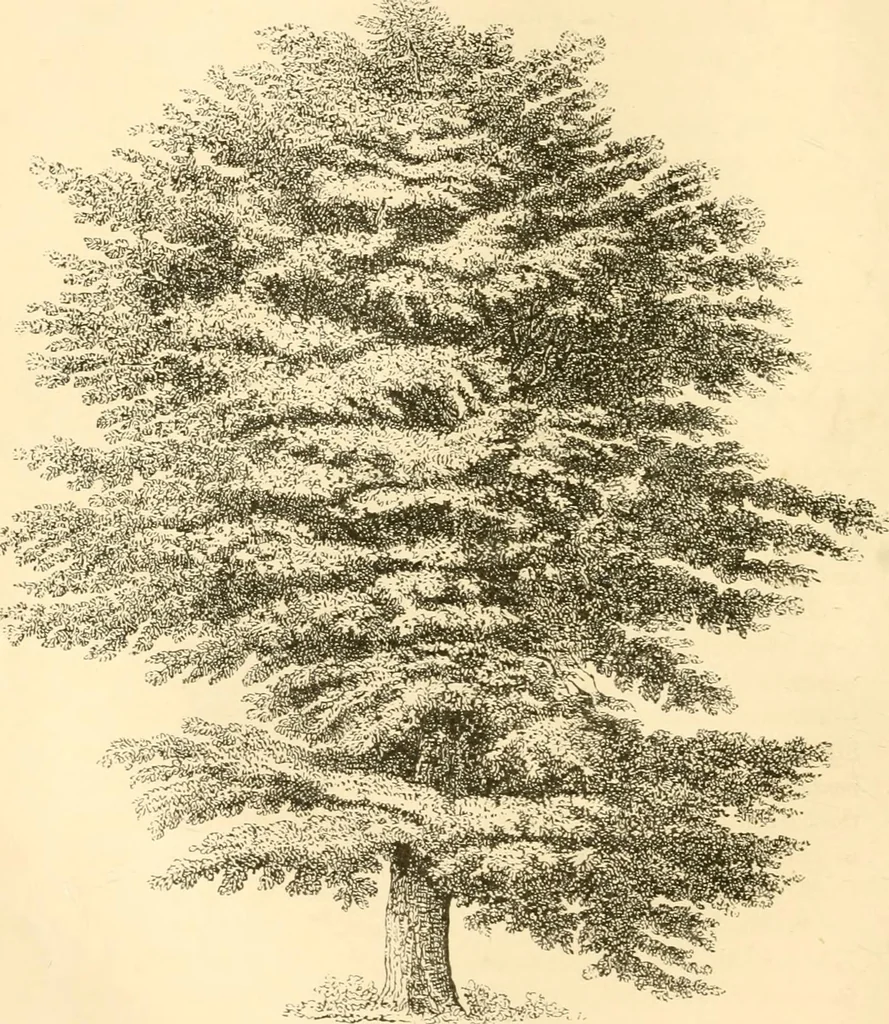 An illustration from Rural essays, 1853, leaf 413