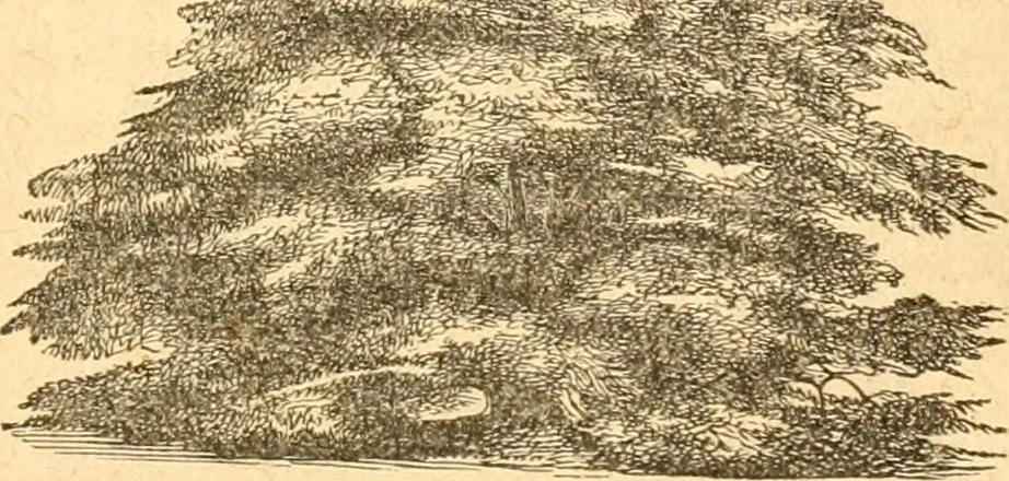 An illustration from Rural essays, 1853, leaf 416