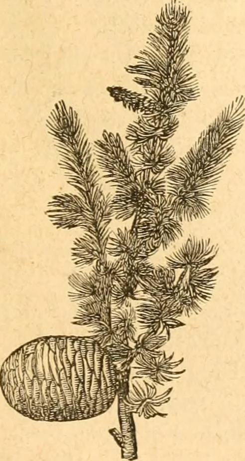 An illustration from Rural essays, 1853, leaf 418
