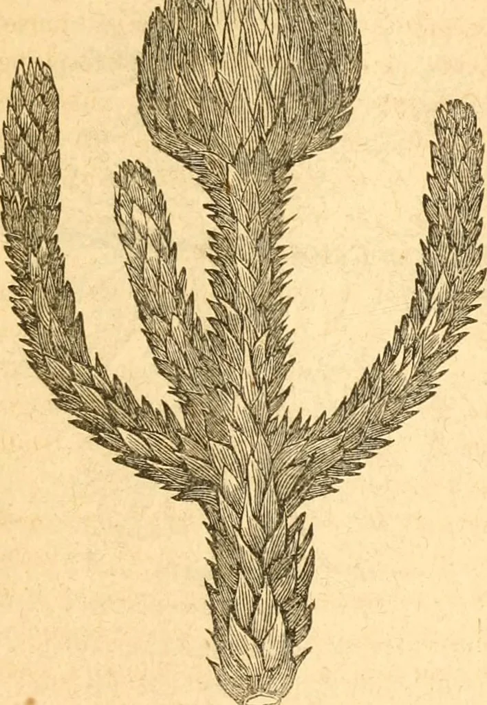 An illustration from Rural essays, 1853, leaf 420