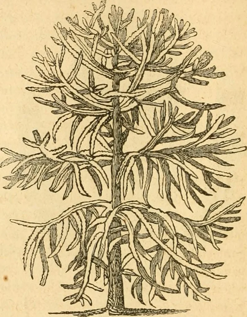 An illustration from Rural essays, 1853, leaf 421