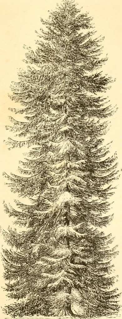 An illustration from Rural essays, 1853, leaf 426