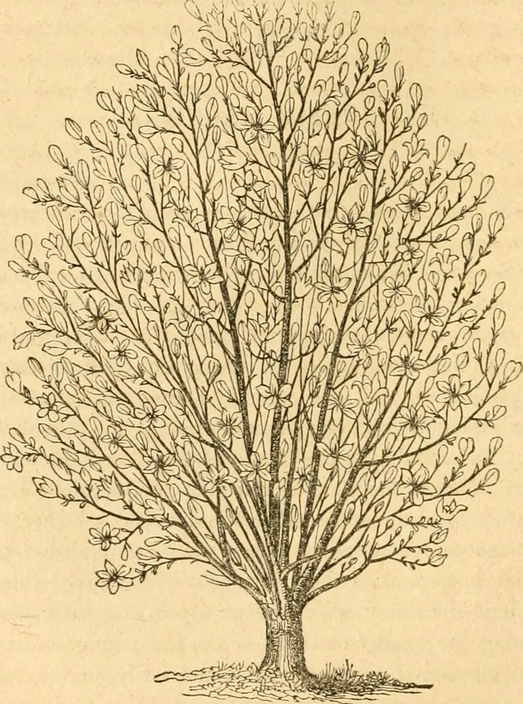An illustration from Rural essays, 1853, leaf 433