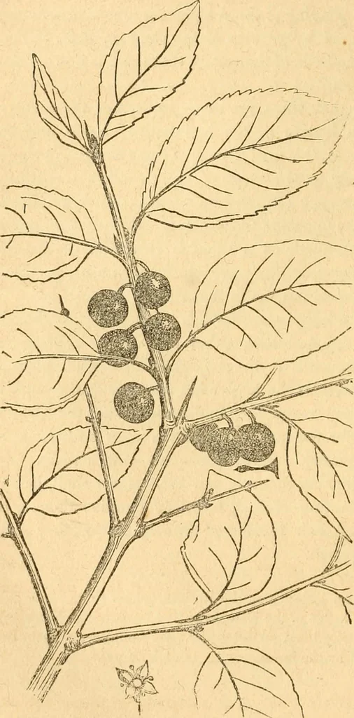 An illustration from Rural essays, 1853, leaf 459