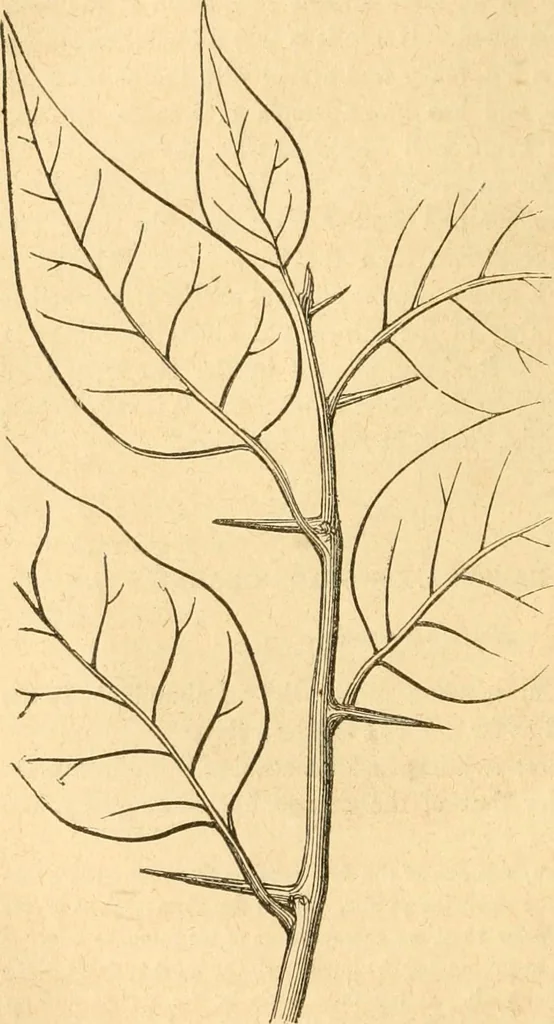 An illustration from Rural essays, 1853, leaf 463