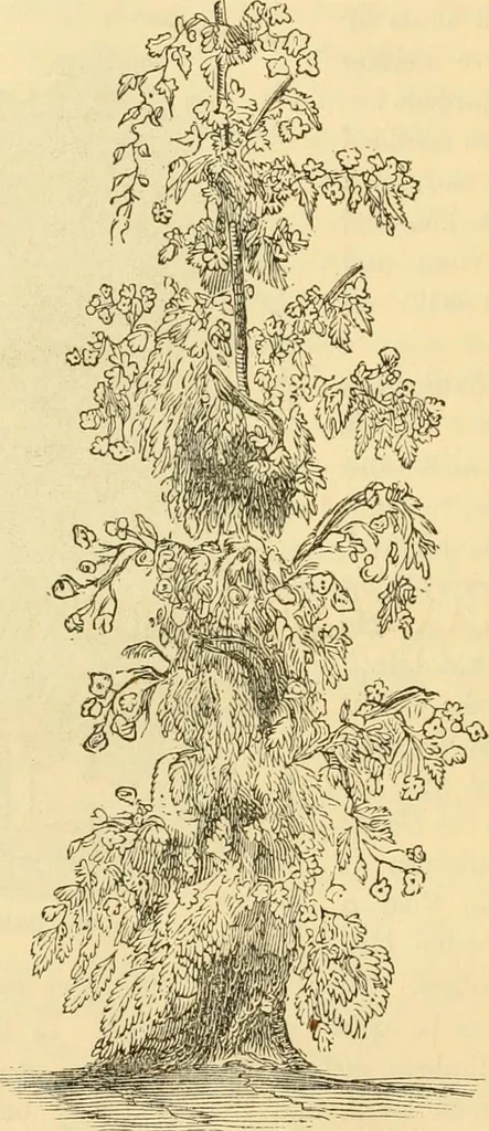 An illustration from Rural essays, 1853, leaf 181