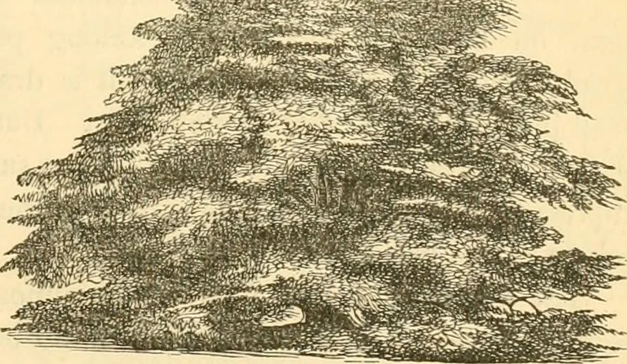 An illustration from Rural essays, 1853, leaf 414