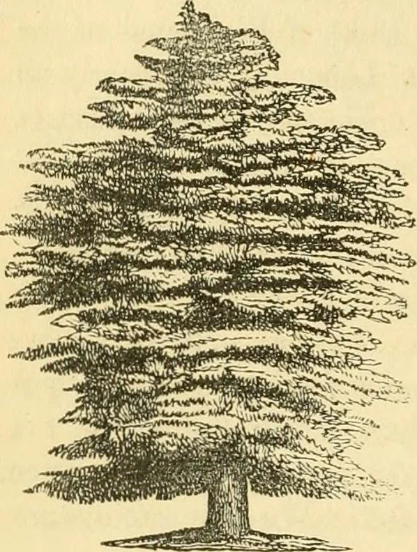 An illustration from Rural essays, 1853, leaf 415