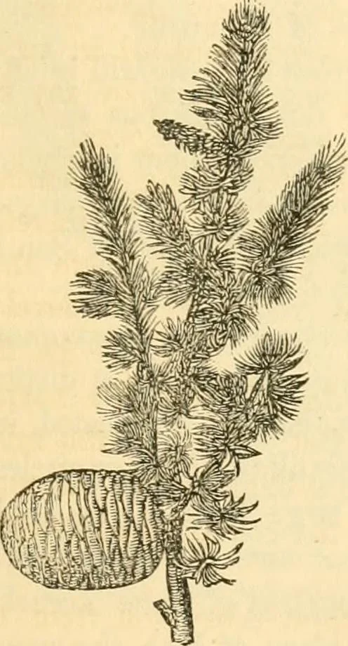 An illustration from Rural essays, 1853, leaf 416