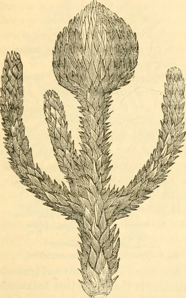 An illustration from Rural essays, 1853, leaf 418
