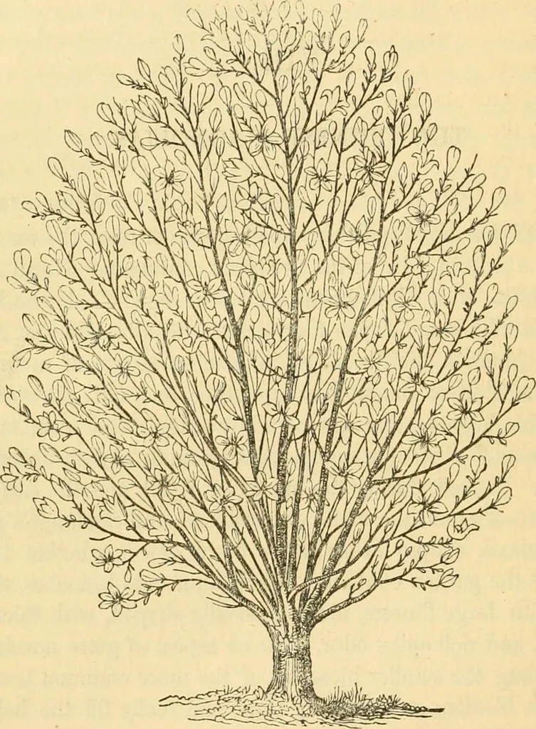 An illustration from Rural essays, 1853, leaf 429