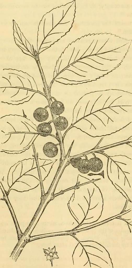 An illustration from Rural essays, 1853, leaf 455