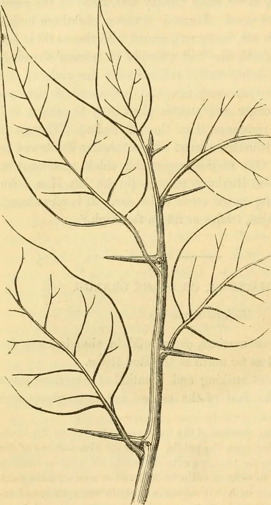 An illustration from Rural essays, 1853, leaf 459