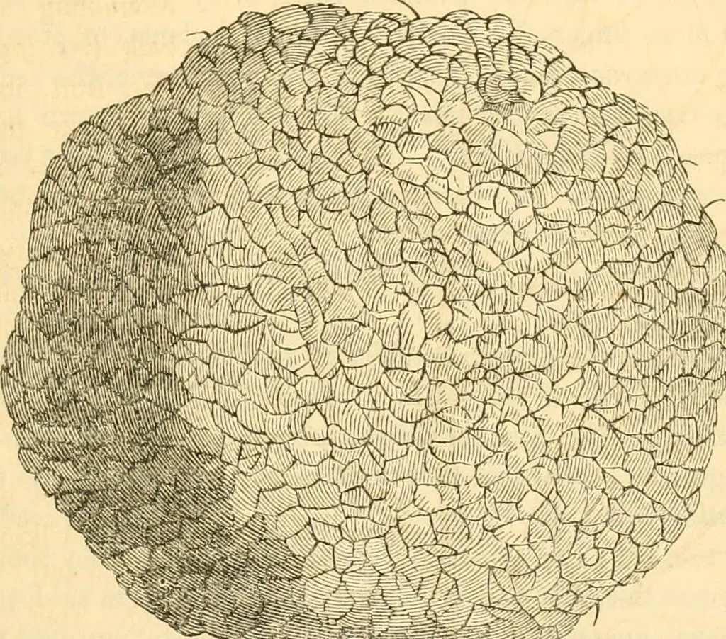 An illustration from Rural essays, 1853, leaf 460