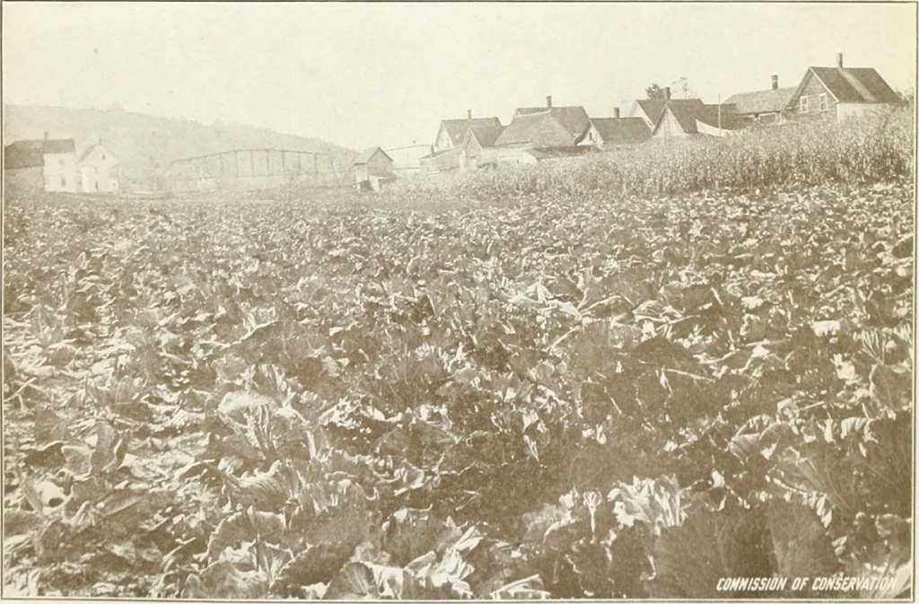 An illustration from Rural planning and development, a study of rural conditions and problems in Canada, 1917, leaf 172