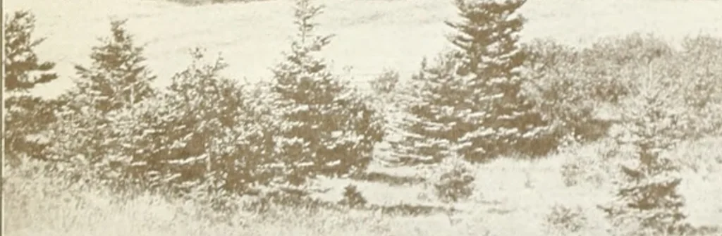 An illustration from Rural planning and development, a study of rural conditions and problems in Canada, 1917, leaf 270