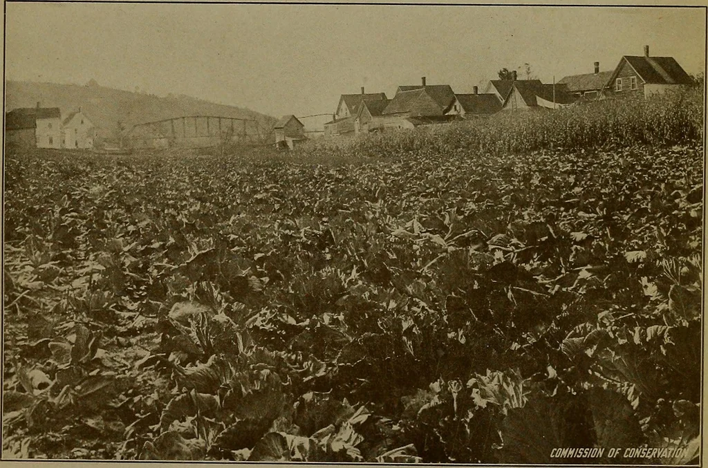An illustration from Rural planning and development; a study of rural conditions and problems in Canada, 1917, leaf 172