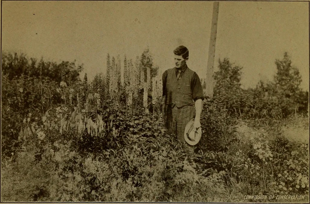 An illustration from Rural planning and development; a study of rural conditions and problems in Canada, 1917, leaf 294