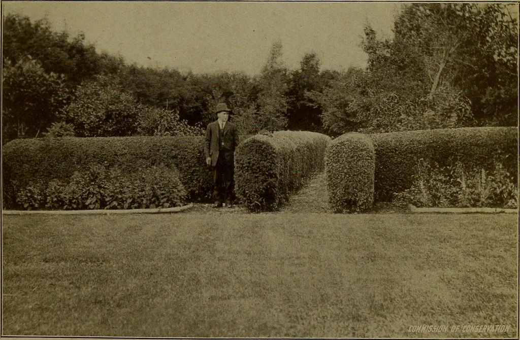 An illustration from Rural planning and development; a study of rural conditions and problems in Canada, 1917, leaf 294