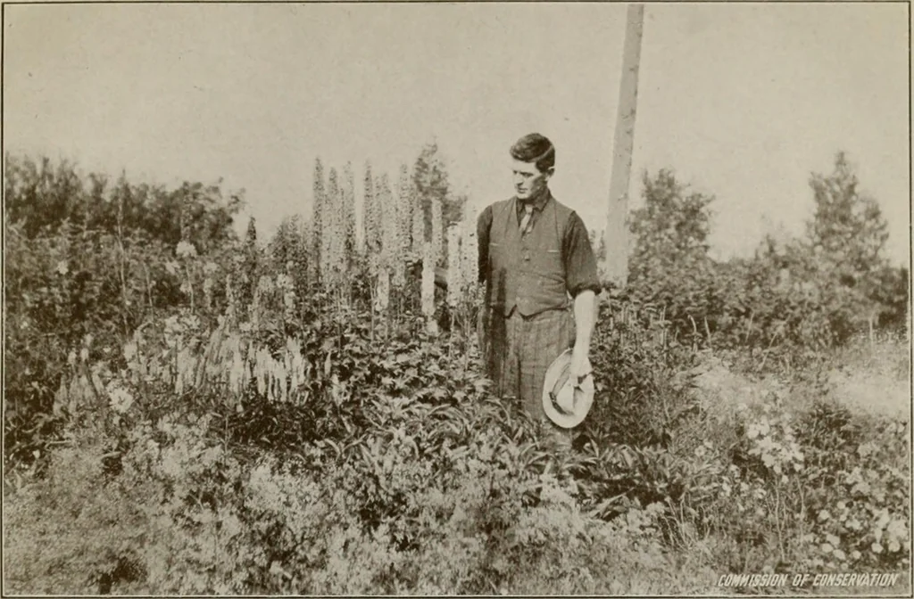 An illustration from Rural planning and development; a study of rural conditions and problems in Canada, 1917, leaf 294
