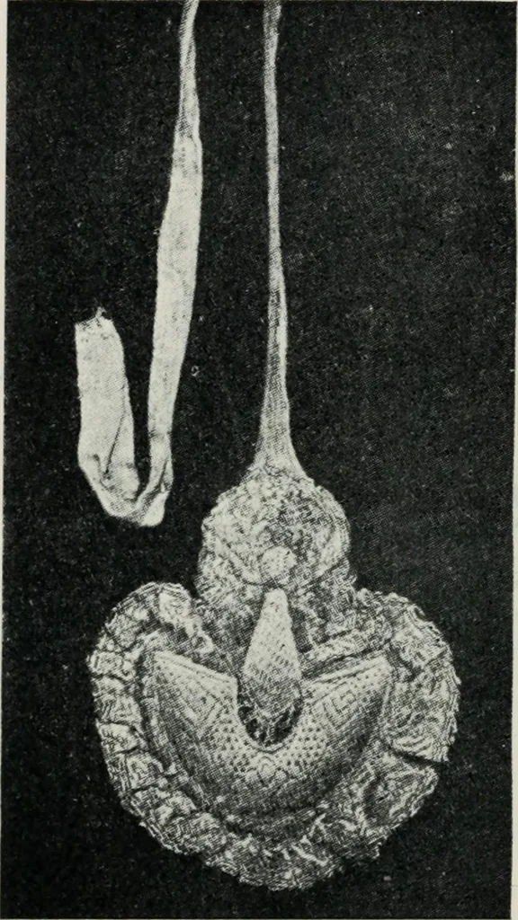 An illustration from Russian festivals and costumes for pageant and dance, 1921, leaf 89