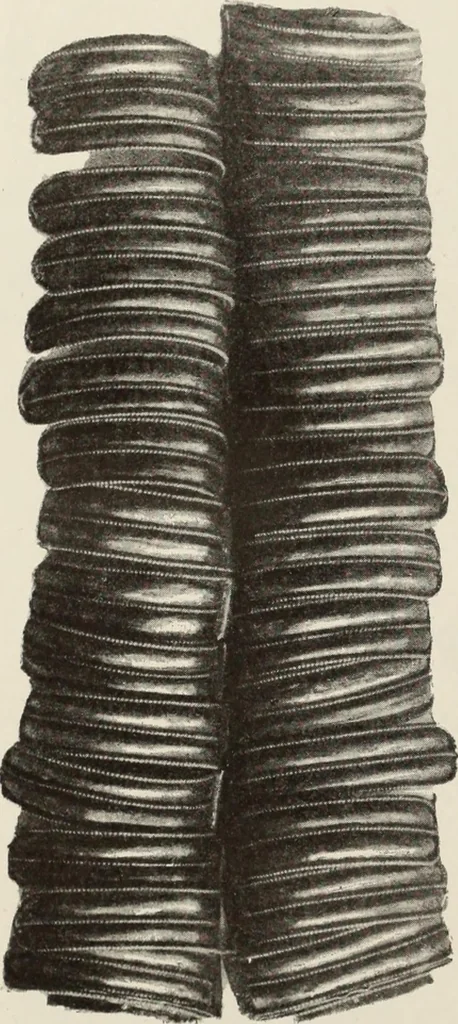 An illustration from Russkiia drevnosti v pamiatnikakh iskusstva, 1889, leaf 117