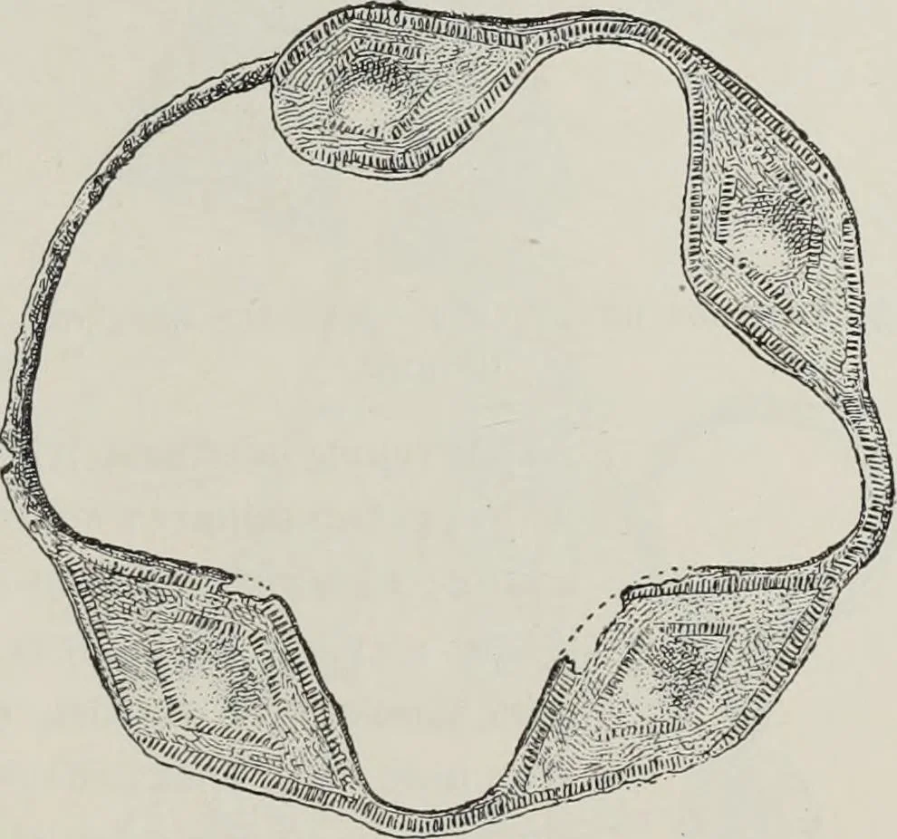 An illustration from Russkiia drevnosti v pamiatnikakh iskusstva, 1889, leaf 62