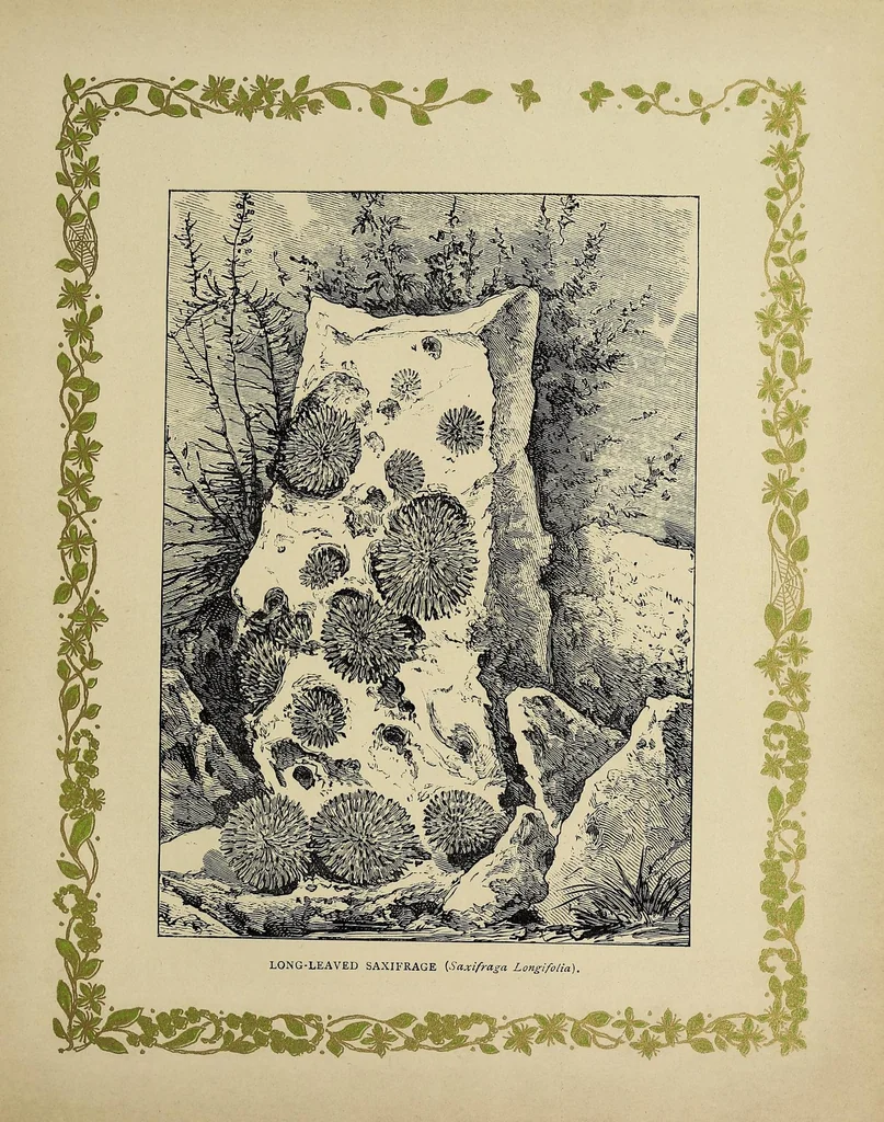 An illustration from Rustic adornments for homes of taste, 1895, leaf 307