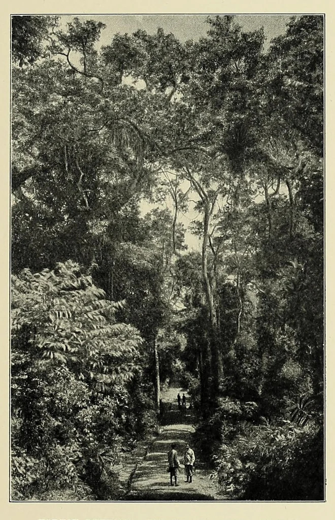 An illustration from Ruwenzori : an account of the expedition of Prince Luigi Amedeo of Savoy, duke of the Abruzzi, 1908, leaf 147