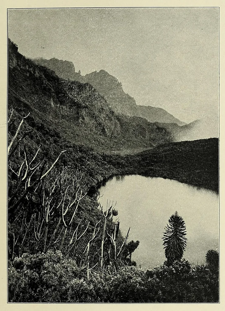 An illustration from Ruwenzori : an account of the expedition of Prince Luigi Amedeo of Savoy, duke of the Abruzzi, 1908, leaf 263