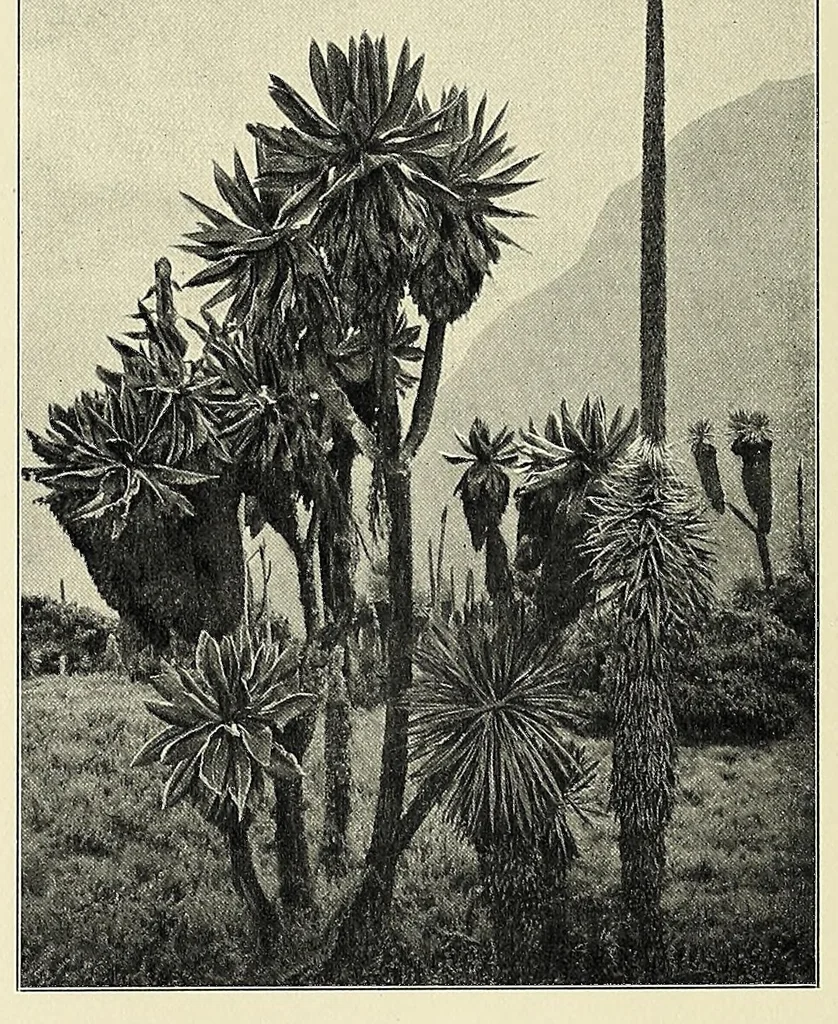 An illustration from Ruwenzori : an account of the expedition of Prince Luigi Amedeo of Savoy, duke of the Abruzzi, 1908, leaf 346