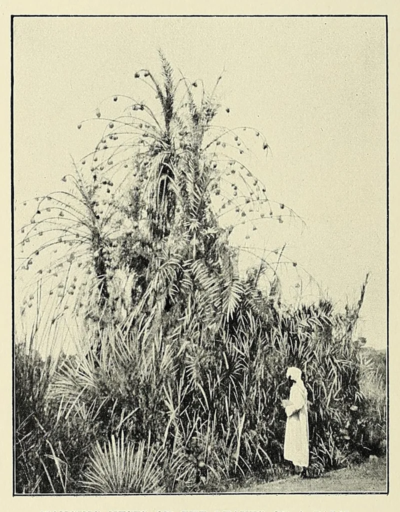 An illustration from Ruwenzori : an account of the expedition of Prince Luigi Amedeo of Savoy, duke of the Abruzzi, 1908, leaf 86