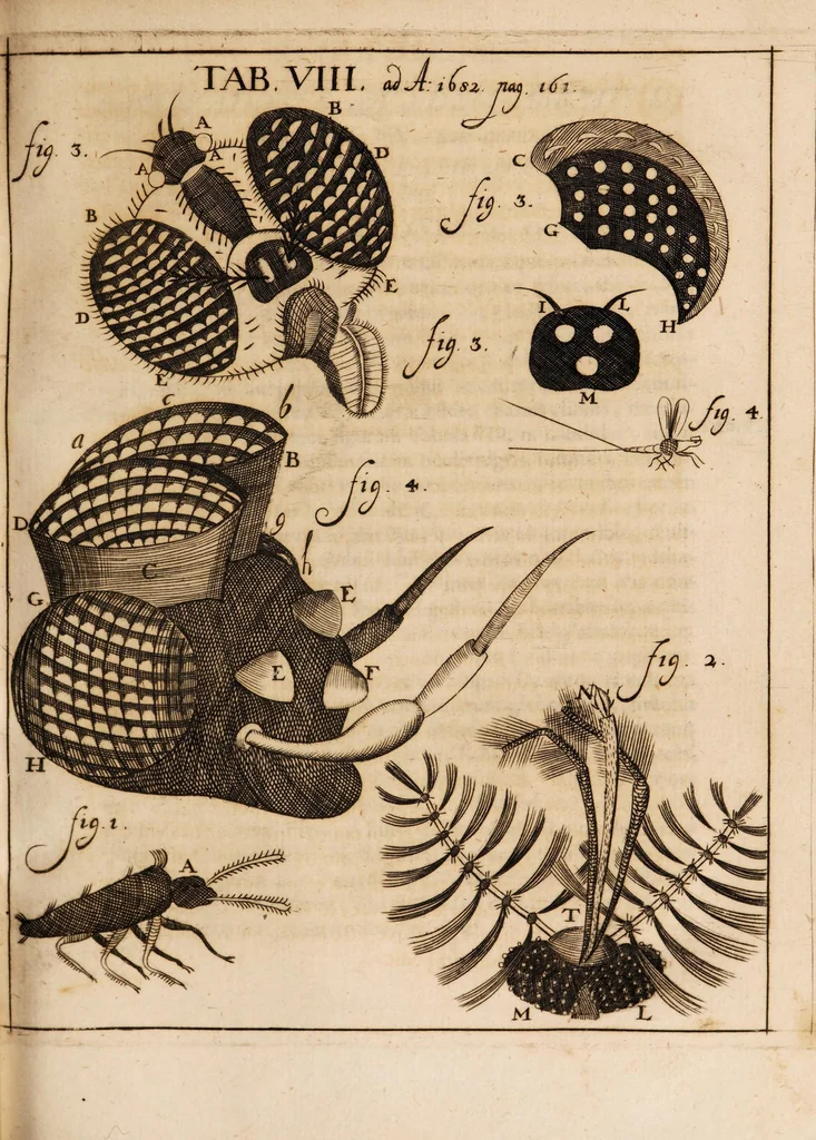 An illustration from Acta eruditorum. Acta Eruditori Tomo Supplimentorum, 1682, 1682, leaf 181