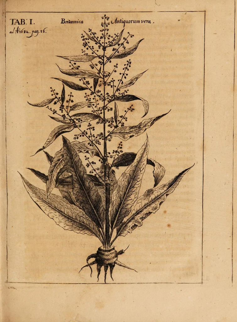 An illustration from Acta eruditorum. Acta Eruditori Tomo Supplimentorum, 1682, 1682, leaf 23