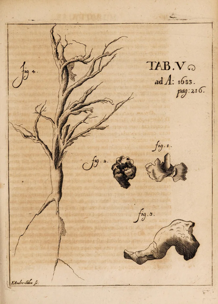 An illustration from Acta eruditorum. 1683, 1683, leaf 225