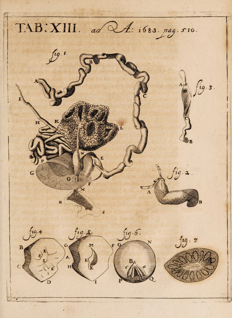 An illustration from Acta eruditorum. 1683, 1683, leaf 535